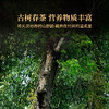 双陈2023年易武典藏生茶357g天门山弯弓高端名山春茶易武之美典藏之作 商品缩略图1