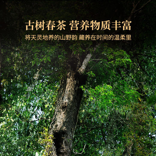 双陈2023年易武典藏生茶357g天门山弯弓高端名山春茶易武之美典藏之作 商品图1