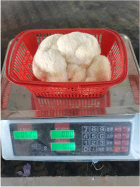 猴头菇一个（拼团）