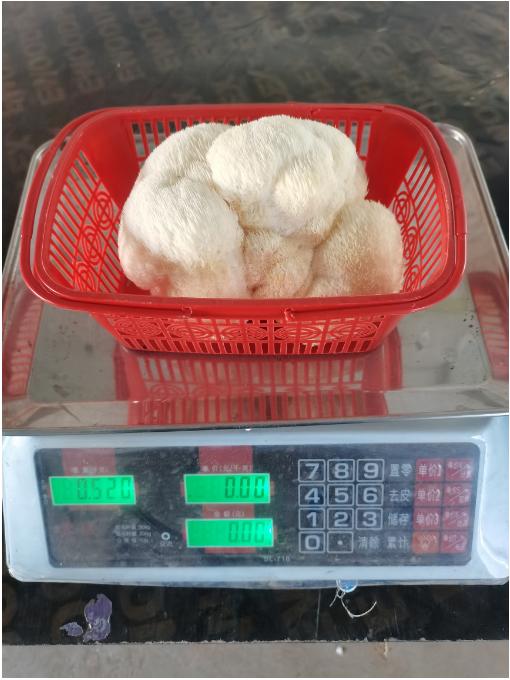 猴头菇一个（拼团） 商品图0