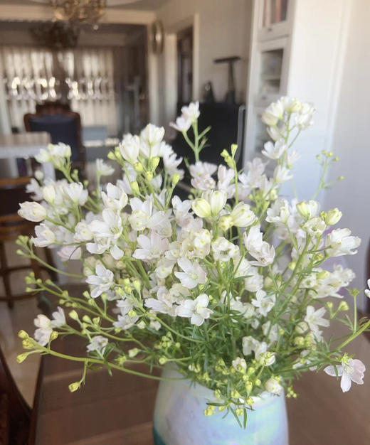 【 自由/热爱生活】小飞燕（单瓣）多色可选  若干枝/扎 商品图13