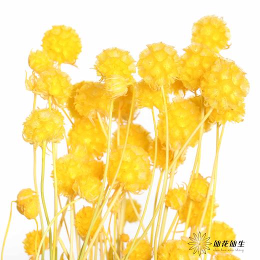 永生花材 | 风车果黄 商品图0