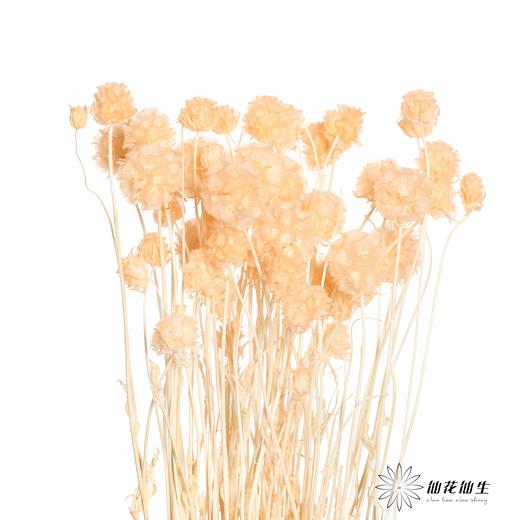 永生花材 | 风车果香槟 商品图0