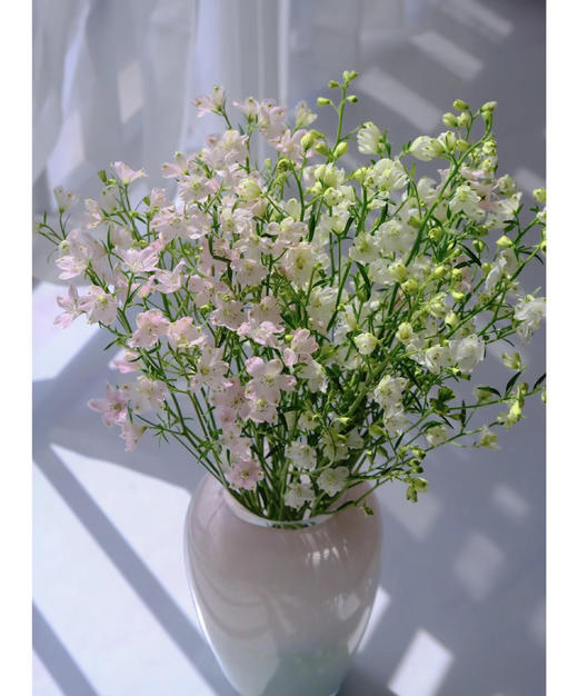 【 自由/热爱生活】小飞燕（单瓣）多色可选  若干枝/扎 商品图4