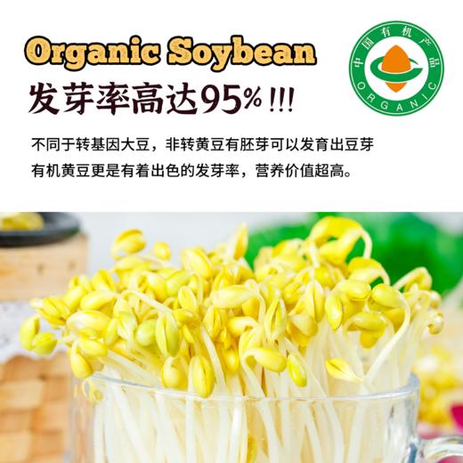 内蒙古产有机黄豆 商品图3
