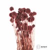 永生花材 | 风车果复古红 商品缩略图0
