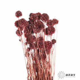 永生花材 | 风车果复古红