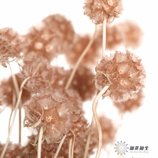 永生花材 | 风车果浅咖 商品图1