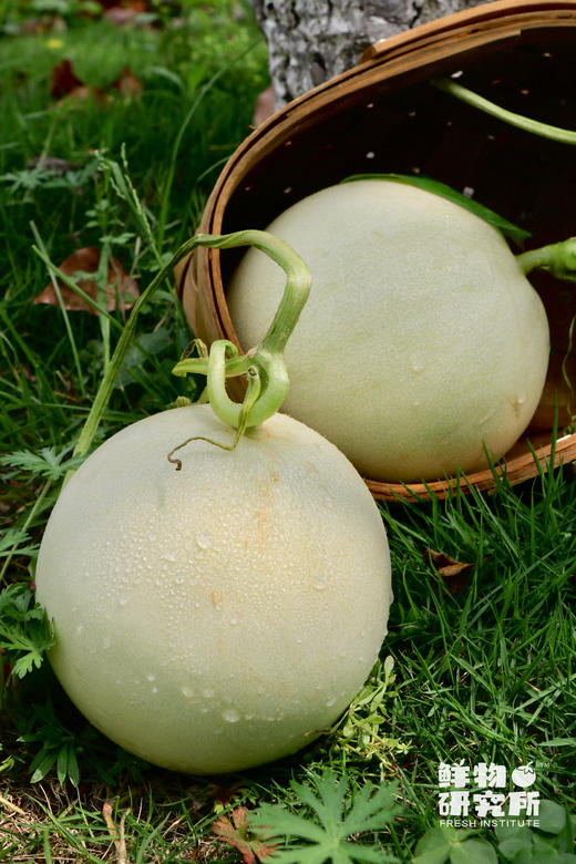 “冰淇淋”味儿的蜜瓜！！【玉菇甜瓜】果肉细腻化渣 入口绵润爽口 轻咬满嘴爆汁 仅售1个月 商品图2