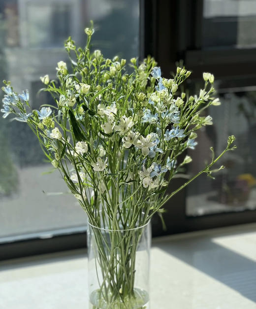 【 自由/热爱生活】小飞燕（单瓣）多色可选  若干枝/扎 商品图6