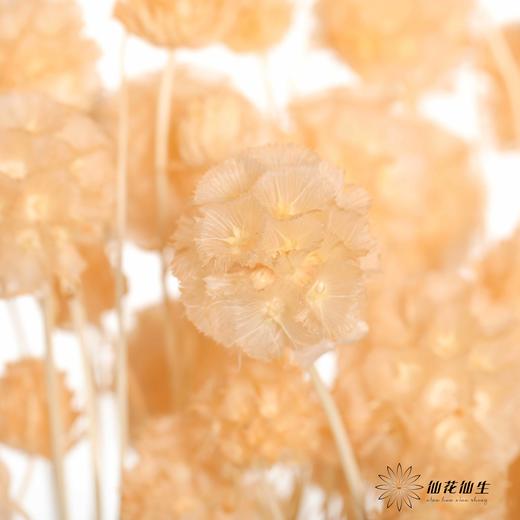 永生花材 | 风车果香槟 商品图3