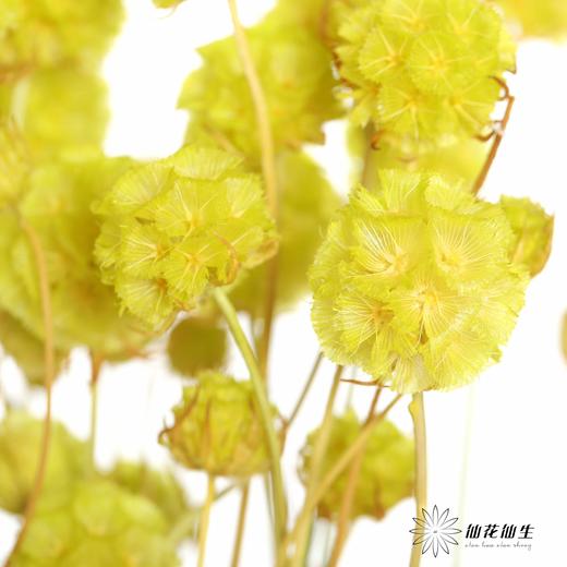 永生花材 | 风车果翠绿 商品图3