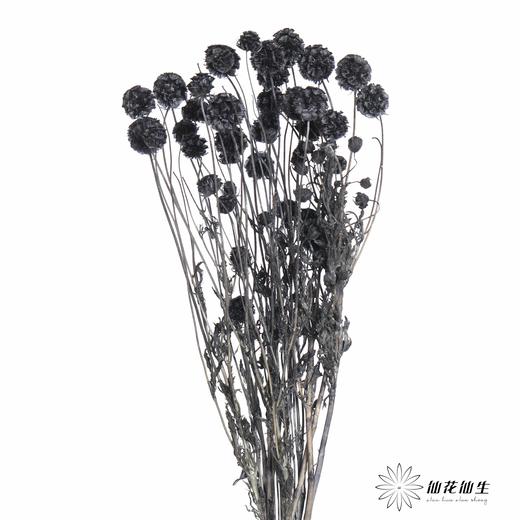 永生花材 | 风车果黑 商品图2