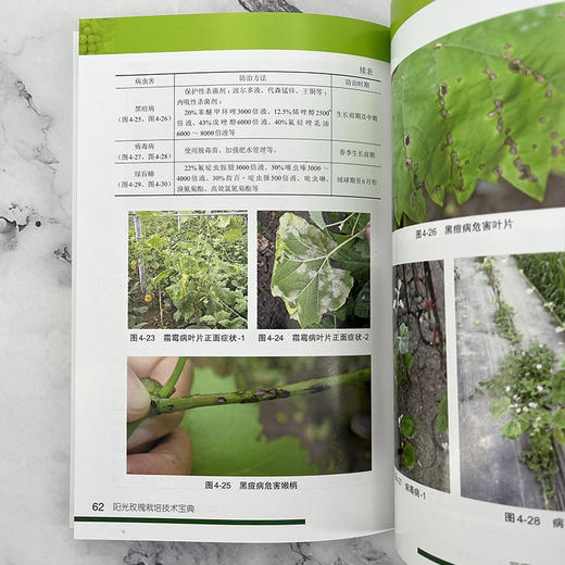 阳光玫瑰栽培技术宝典 商品图8