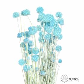 永生花材 | 风车果蓝