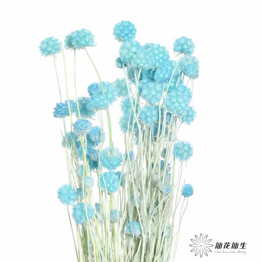 永生花材 | 风车果蓝 商品图0