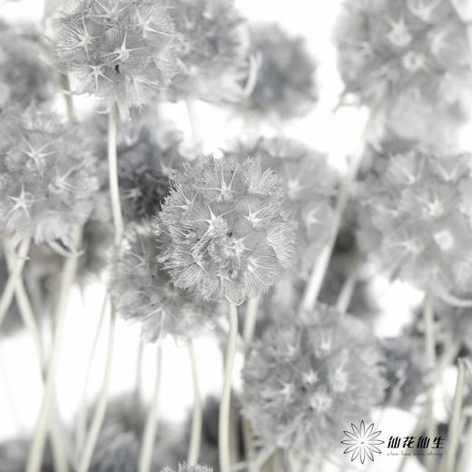永生花材 | 风车果灰 商品图1