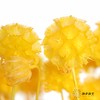 永生花材 | 风车果黄 商品缩略图1