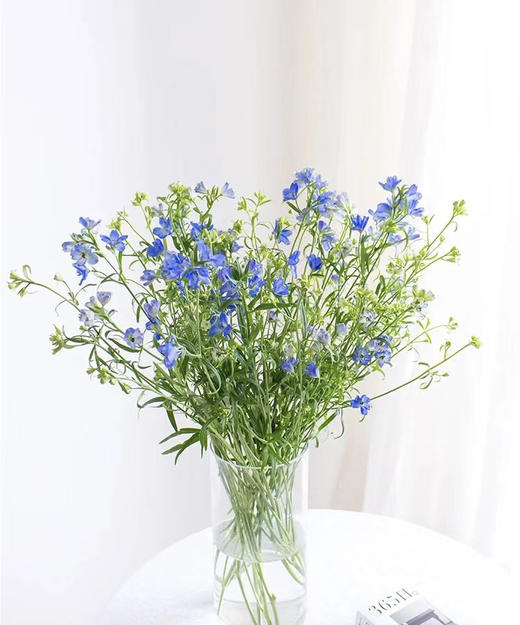 【 自由/热爱生活】小飞燕（单瓣）多色可选  若干枝/扎 商品图3