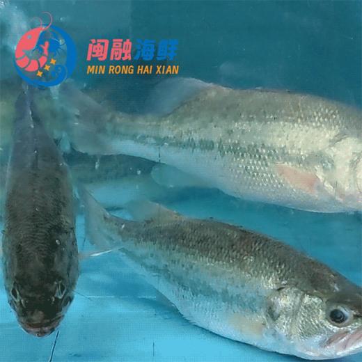 鲜活鲈鱼 /条 商品图0