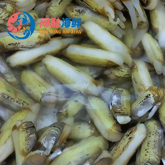 鲜活海蛏 /斤
