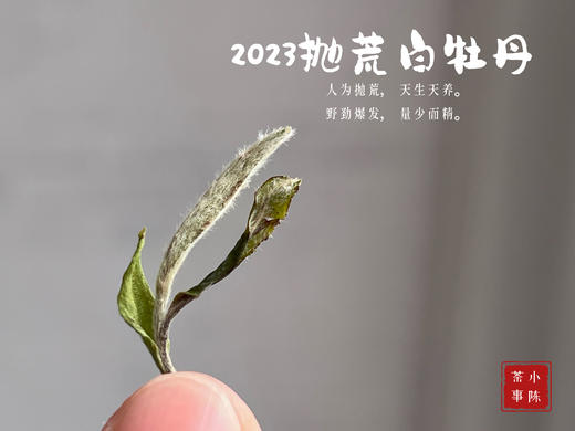 【2023春茶来了】七里香，夜丁香，玉兰花香，2023抛荒白牡丹，抛荒放养的竹里花香 商品图4