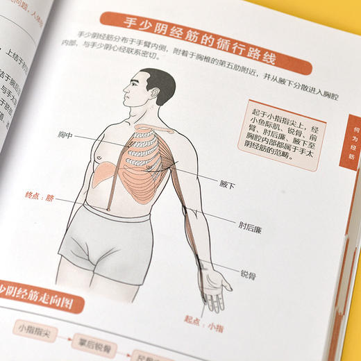 图解十二经络调筋术 图鉴系列全新升级版 商品图2