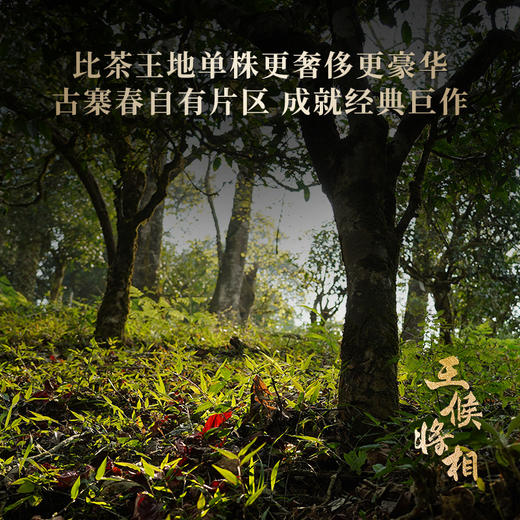 【王候将相—武平候】高奢来袭，王候将相蕞稀缺蕞实惠产品，品质之巅，挑战市面上的不可能，比茶王地单株更奢侈更高贵，只为追求JI致口感 商品图8