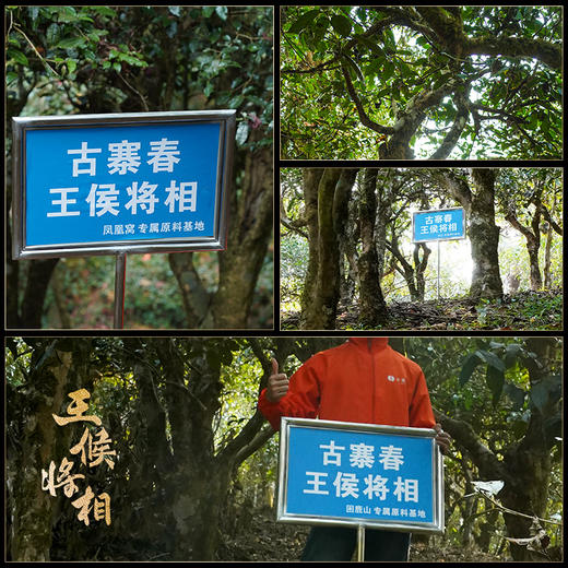 【王候将相—武平候】高奢来袭，王候将相蕞稀缺蕞实惠产品，品质之巅，挑战市面上的不可能，比茶王地单株更奢侈更高贵，只为追求JI致口感 商品图9