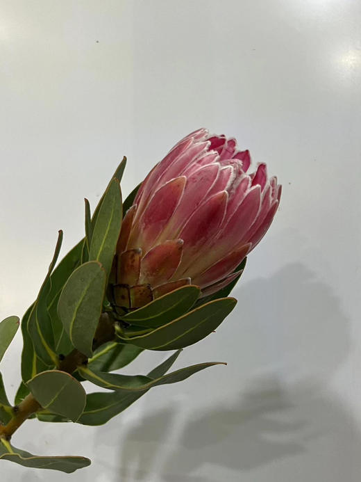 【南非公主】嘉年华-单枝  粉色 商品图6