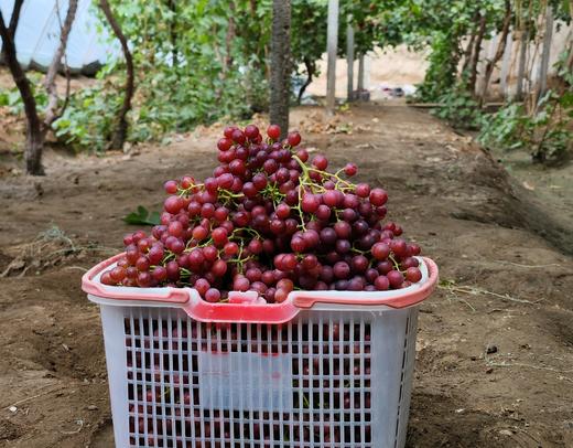 新疆葡萄吐鲁番无核玻璃翠葡萄 商品图3