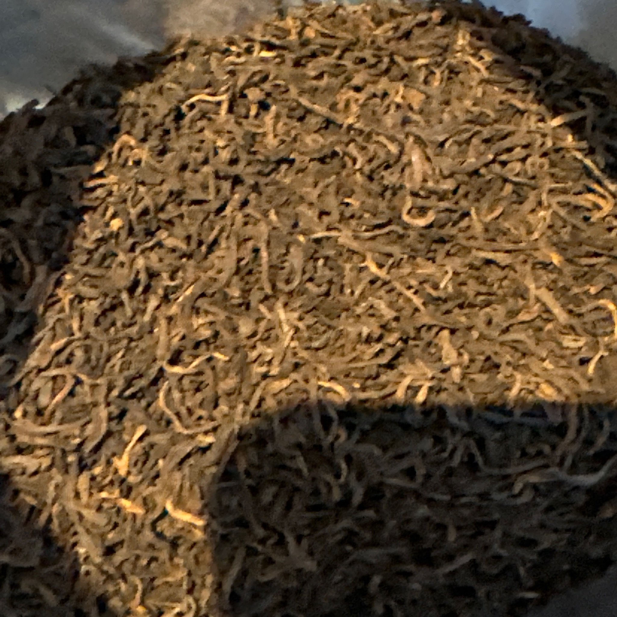 天赐阁 2013年熟普 散茶 500克