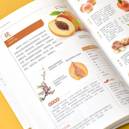 常见果蔬轻图鉴 图鉴系列全新升级版 商品图4