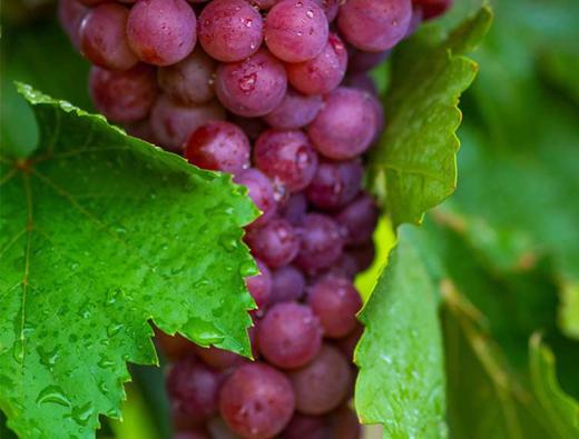 新疆葡萄吐鲁番无核玻璃翠葡萄 商品图5