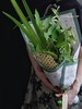 情有独粽 浓情端午包装纸系列（10张/包） 商品缩略图12