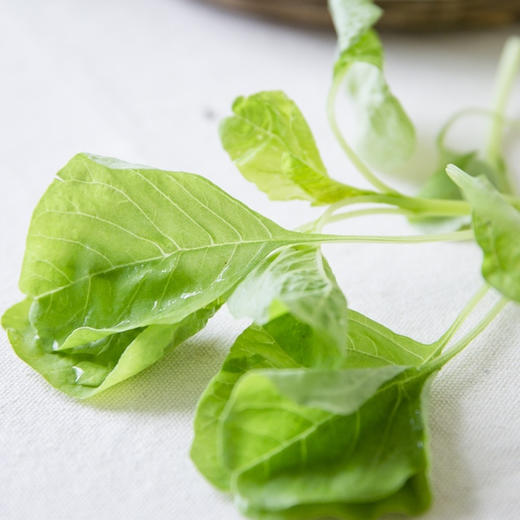 有机青米苋500g 商品图3