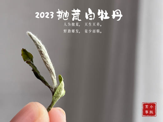 【2023春茶来了】七里香，夜丁香，玉兰花香，2023抛荒白牡丹，抛荒放养的竹里花香 商品图3