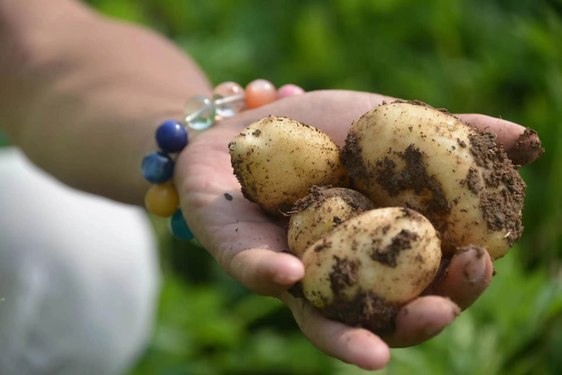 【源频·土豆】 750g