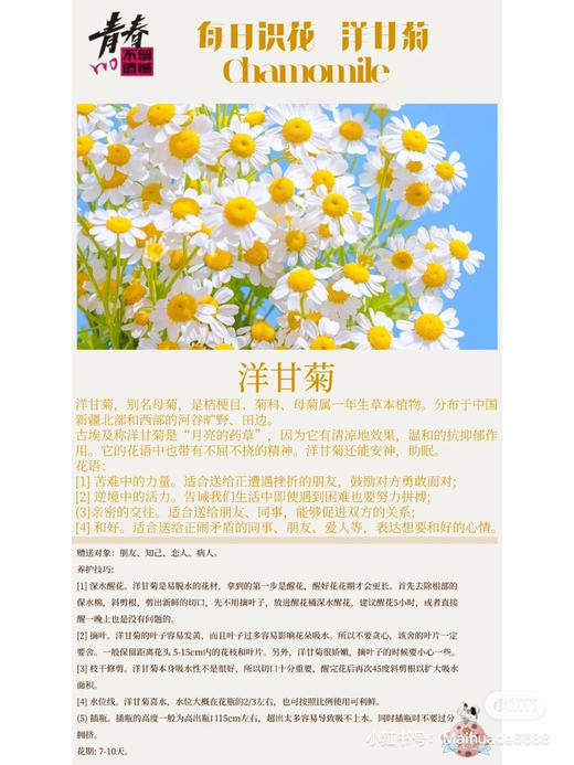 【越挫越勇】洋甘菊  约5-6支/扎 商品图7
