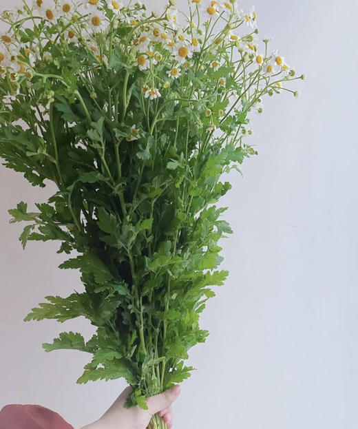 【越挫越勇】洋甘菊  约5-6支/扎 商品图6