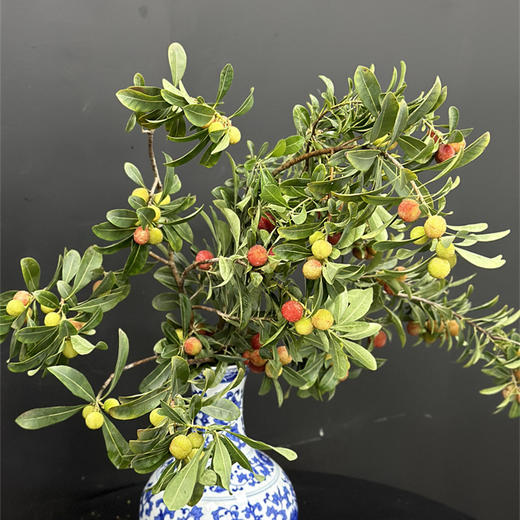 时令花材杨梅鲜切枝1扎扬眉吐气 商品图2