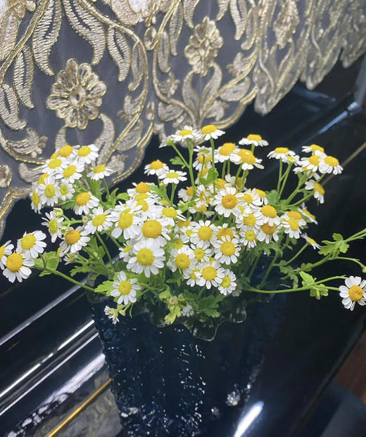 【越挫越勇】洋甘菊  约5-6支/扎 商品图4