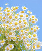 【越挫越勇】洋甘菊  约5-6支/扎 商品缩略图2