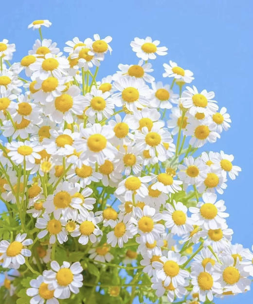 【越挫越勇】洋甘菊  约5-6支/扎 商品图2