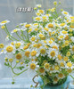 【越挫越勇】洋甘菊  约5-6支/扎 商品缩略图5