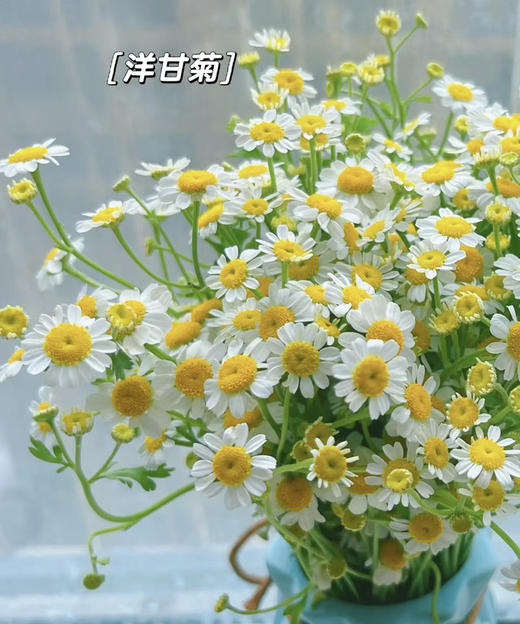 【越挫越勇】洋甘菊  约5-6支/扎 商品图5