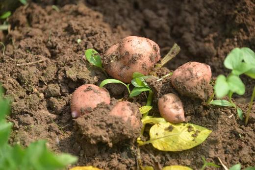 【源频·土豆】 750g 商品图1