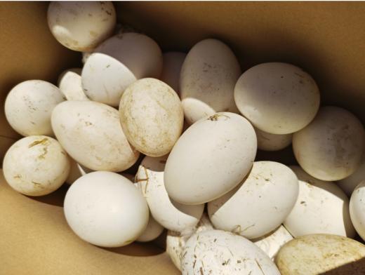 礼盒鹅蛋（拼团） 商品图2