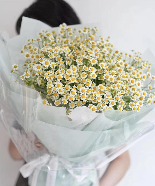 【越挫越勇】洋甘菊  约5-6支/扎 商品图0