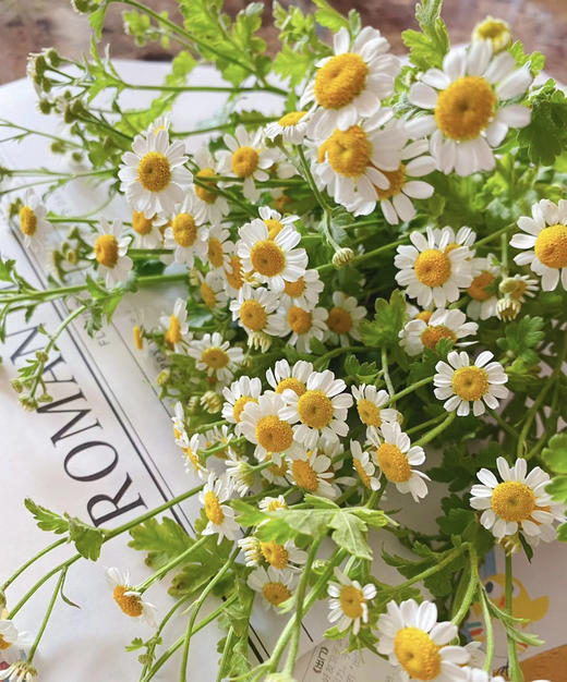 【越挫越勇】洋甘菊  约5-6支/扎 商品图1